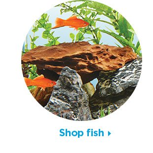 Shop fish.