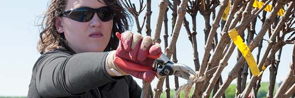 The growing continues, and so does the pruning