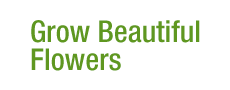 GROW BEAUTIFUL FLOWERS VOTE NOW