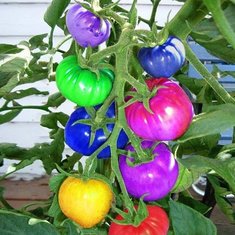 Egrow 100Pcs Rainbow Tomato Seeds Organic Vegetables Fruits Bonsai