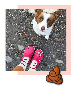 Dog with Crocs and Jibbitz