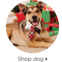 Shop dog > 