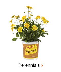 PERENNIALS