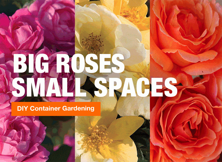 BIG ROSES SMALL SPACES DIY CONTAINER GARDENING