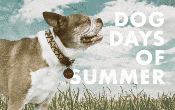 DOG DAYS OF SUMMER