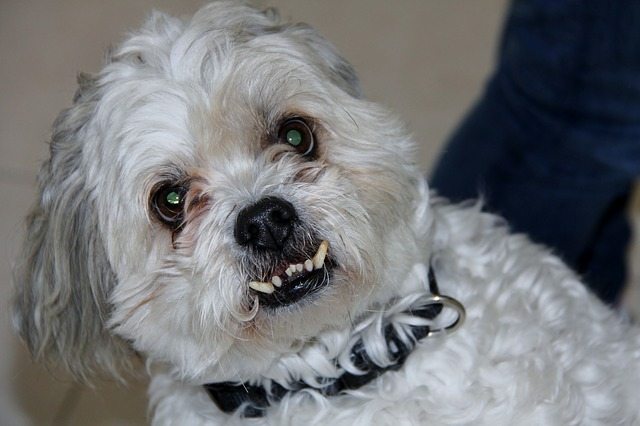How To Take Care Of Your Senior Dog’s Teeth