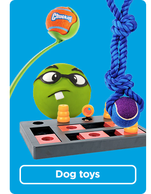 Shop dog toys >