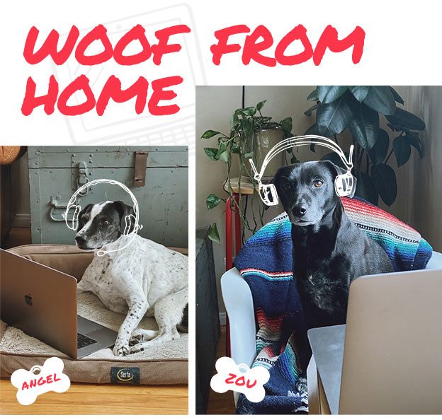 Woof from home.