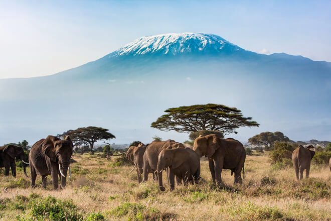 Explore Kilimanjaro Summit & Safari - Lemosho Route