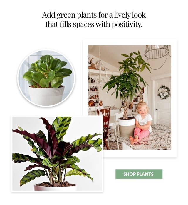 SHOP PLANTS