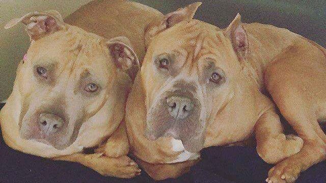 These Bonded Dogs Were Adopted Separately… Then Fate Stepped In To Reunite Them