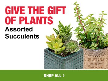 GIVE THE GIFT OF PLANTS Assorted Succulents SHOP ALL