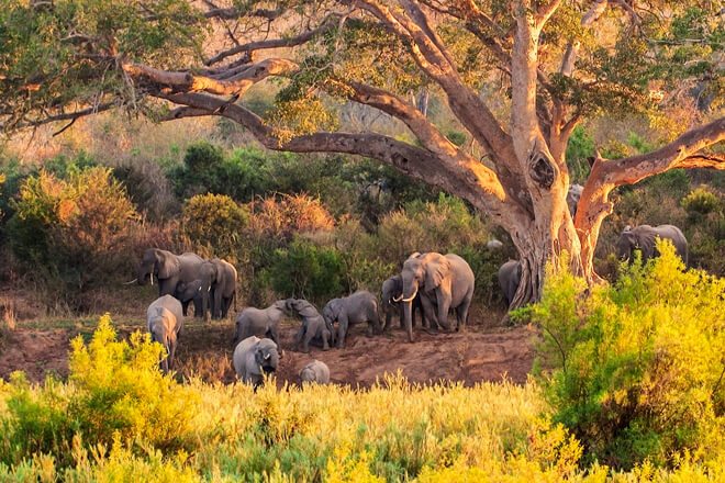 Explore Kruger Park Safari