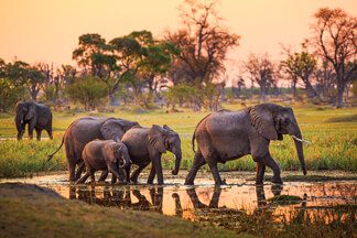 Discover the Wild Side of Africa on This Safari Adventure