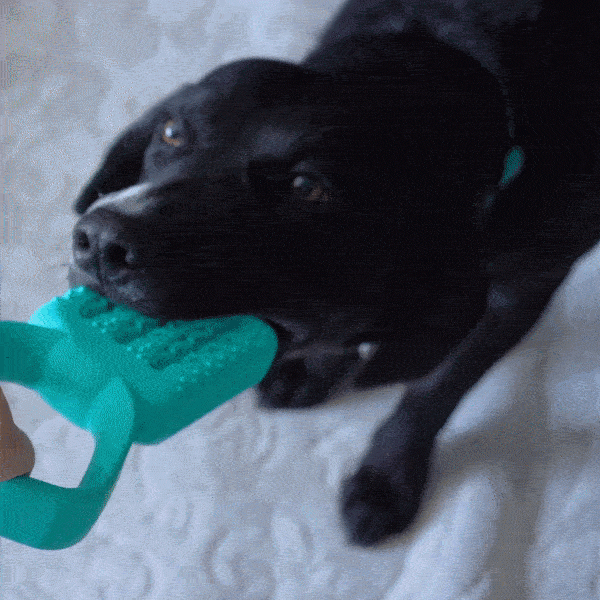 destroy a saurus dog toy