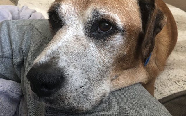 Burger King Offers Cancer-Stricken Dog Free Burgers For The Rest Of His Days