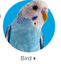 Bird.
