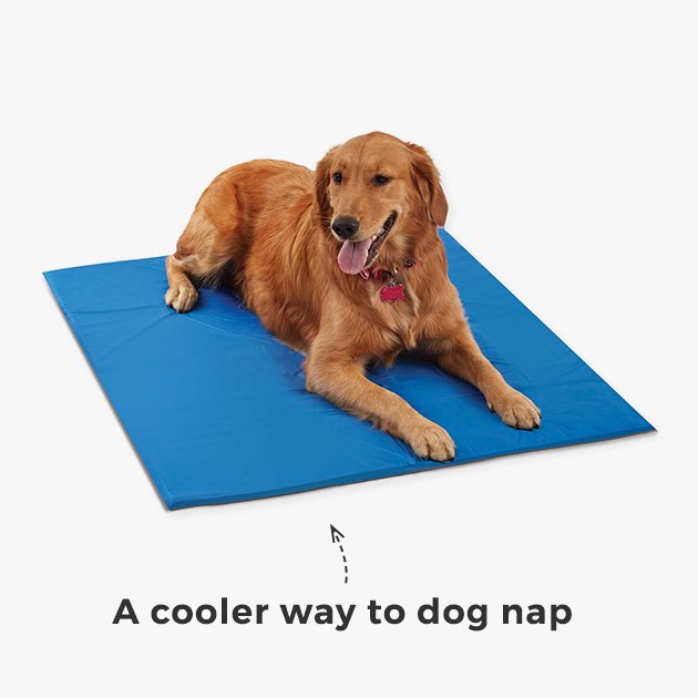 A cooler way to dog nap