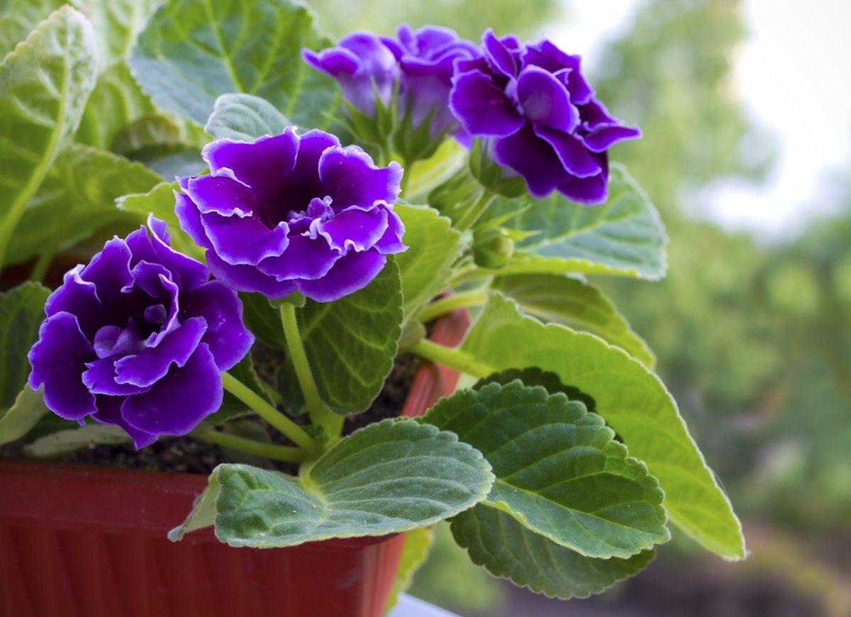 20 Flowering Houseplants That Will Add Beauty to Your Home PLUS ...