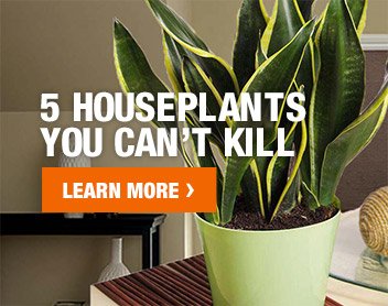 5 HOUSEPLANTS YOU CAN'T KILL LEARN MORE