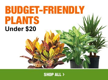 BUDGET-FRIENDLY PLANTS UNDER $20