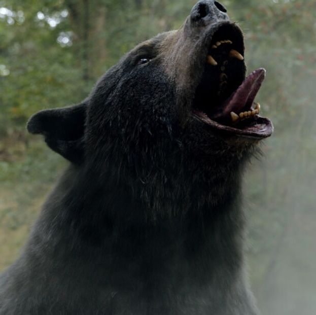 The True Story of 'Cocaine Bear,' the Bear Who Did Coke