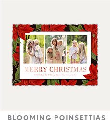 BLOOMING POINSETTIAS