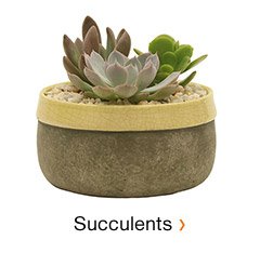 SUCCULENTS