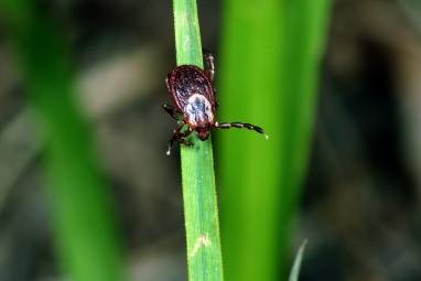 Tick Myths: 12 Misconceptions You Should Know to Stay Safe