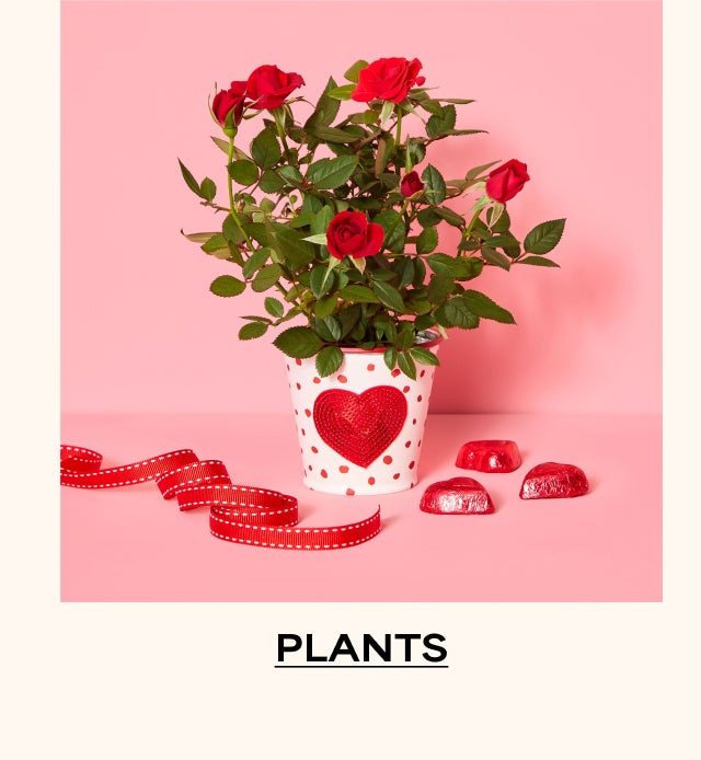 Plants | Shop Now