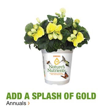 ADD A SPLASH OF GOLD ANNUALS