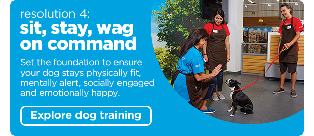 Resolution 4: Sit, stay, wag on command. Explore dog training > 