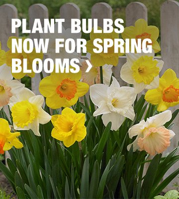 PLANT BULBS NOW FOR SPRING BLOOMS