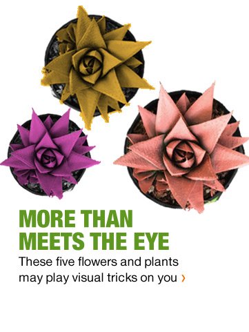 MORE THAN MEETS THE EYE THESE FIVE FLOWERS AND PLANTS MAY PLAY VISUAL TRICKS ON YOU