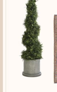 Japanese Yew Spiral Topiary in Concrete Planter