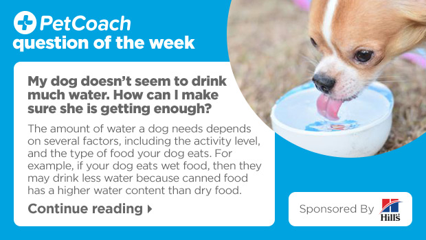 PetCoach Question of the Week - My dog doesn’t seem to drink much water. How can I make sure she is getting enough? Read answer >