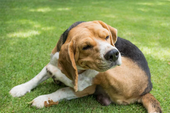 Suspicious Signs Your Outdoor-Loving Dog Could Have Parasites