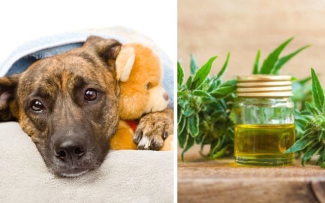 Dog Seizures: Why CBD Oil Might Be Your Pup’s Best Friend