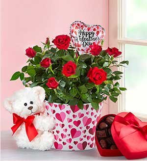Bundle of Love Rose Plant SHOP NOW 