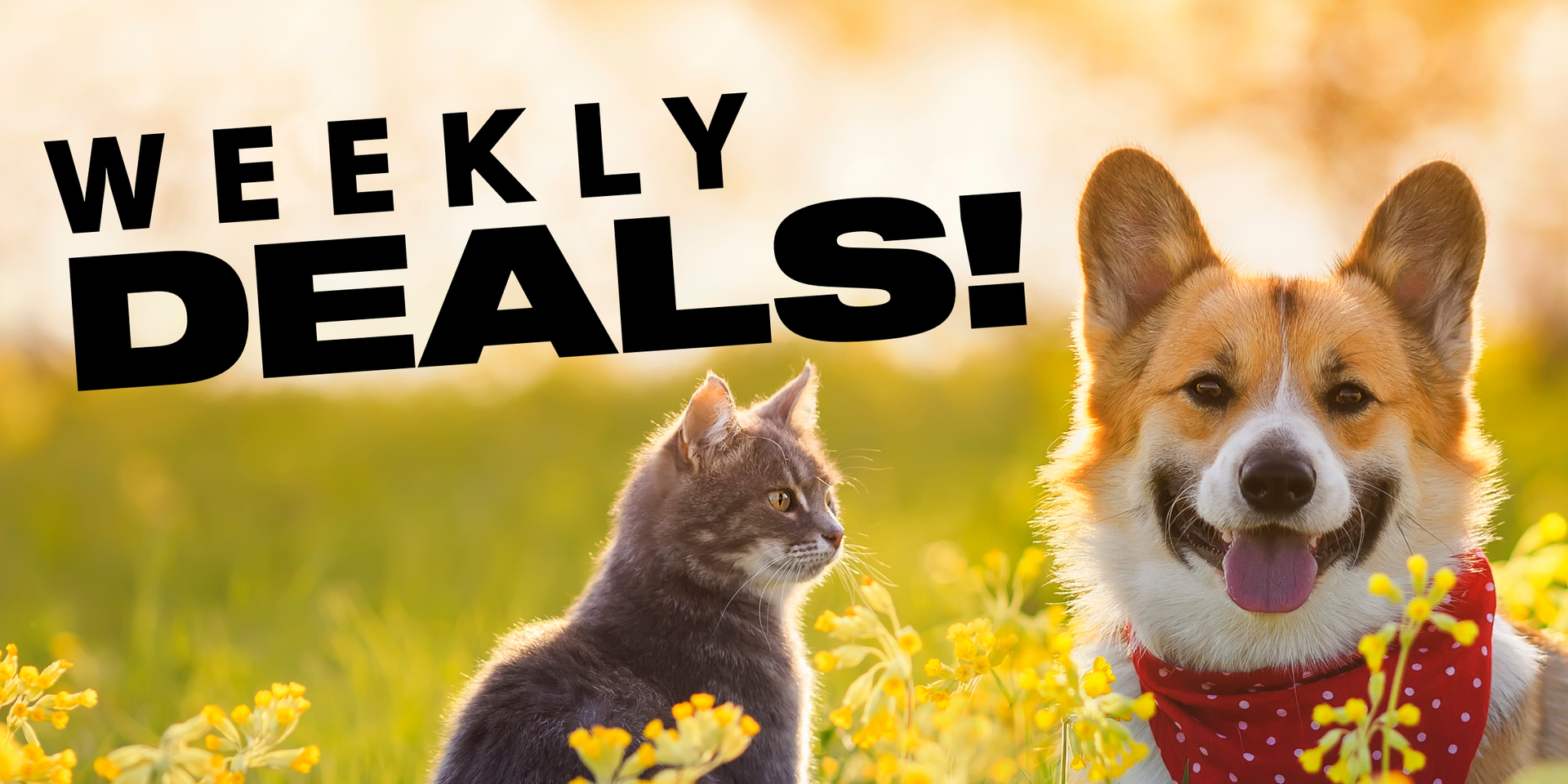 Unleash Joy: Weekly Deals for Happy Pets Await!