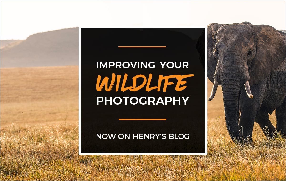 Henry's Blog