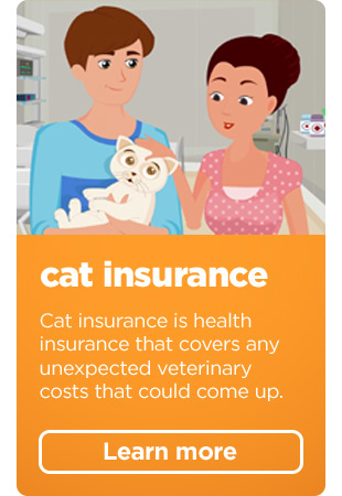 Cat insurance. Cat insurance is health insurance that covers any unexpected veterinary costs that could come up. Learn more >