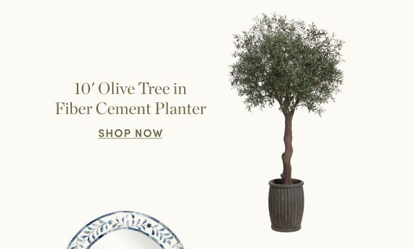 Olive Tree in Fiber Cement Planter