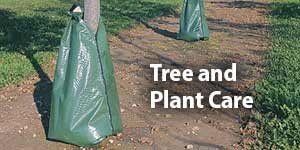 Tree and Plant Care