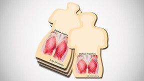 Gluteus Maximus Sticky Notes