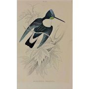 William Home Lizars (Scottish 1788-1859) Hummingbird hand colored engraving