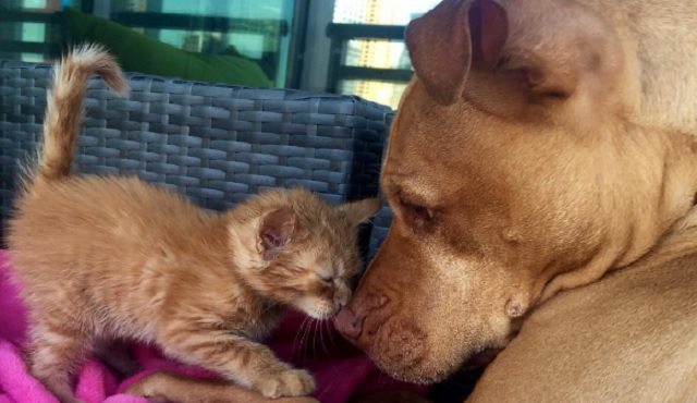 Rescued Dog “Obsessed” With Cats Finally Gets A Kitten Of His Own!