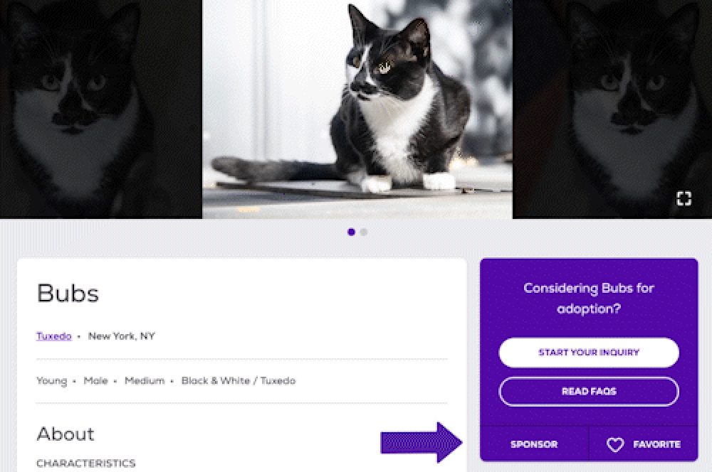 Cat named Bubs available for adoption in New York, with options to start an inquiry, read FAQs, sponsor, or favorite.
