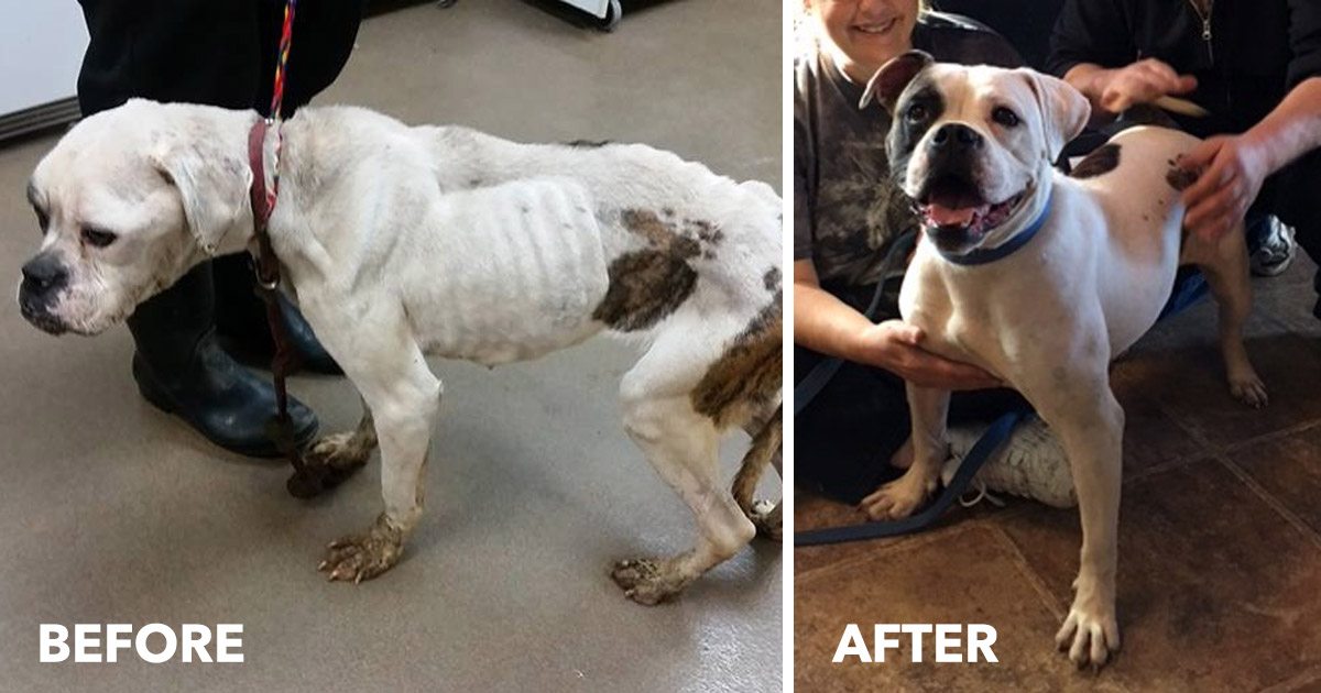 Dog Suffers Neglect and Abuse, But iHeartDogs Customers Helped Give Her A New Life