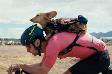 Wiener on a Bike: Watch Fastest Known Dog 'Sir Willie'